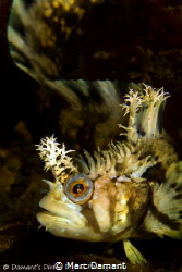 Decorated Warbonnet poised to strike. by Marc Damant 